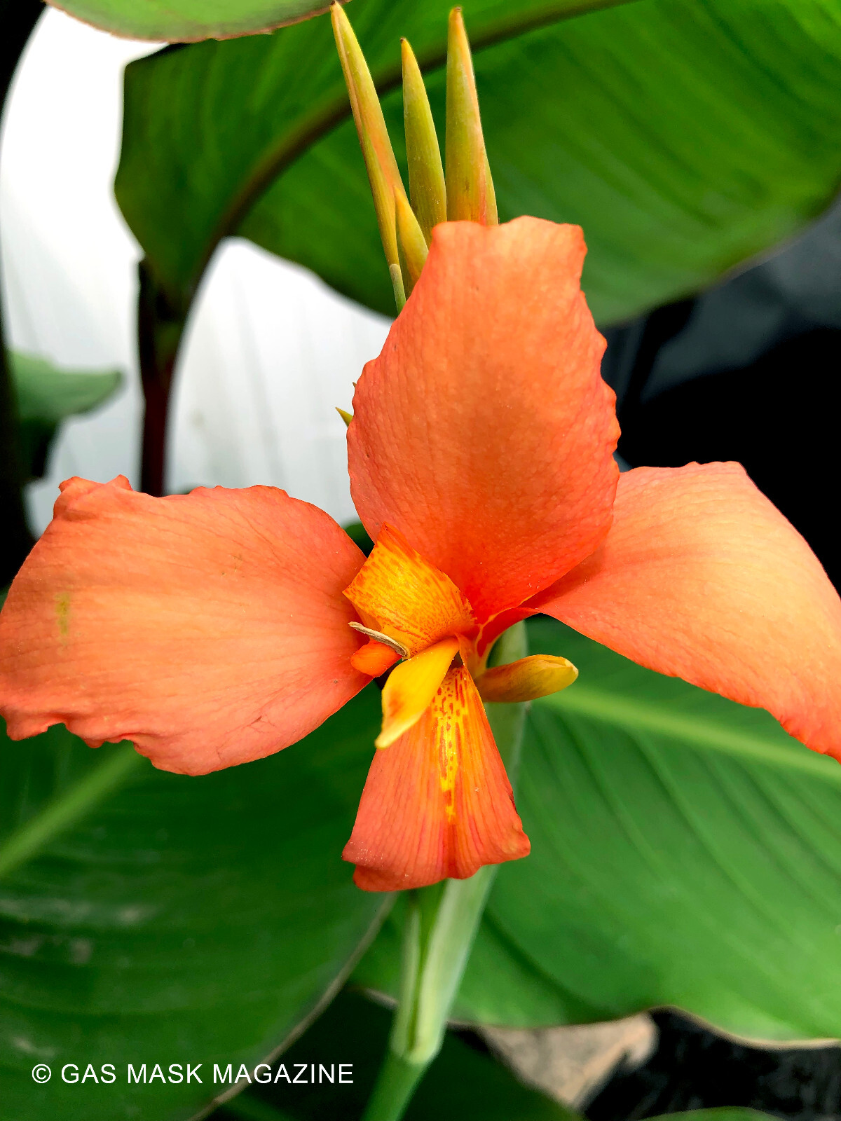 Tropical Sunrise Canna Lily Rhizome, Live Plant (Peach & Light Orange Blooms)