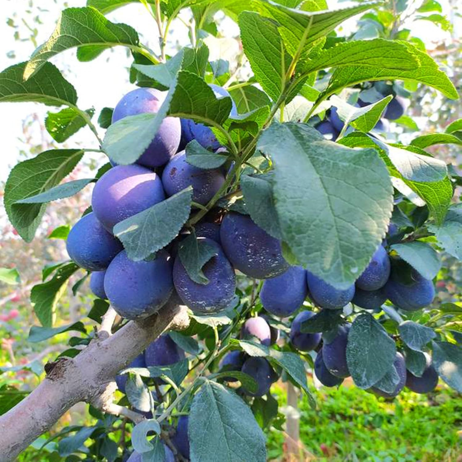 Dwarf Prune Prunus Seeds for Planting Outdoor, 10Pcs Organic Perennial Prune Fru