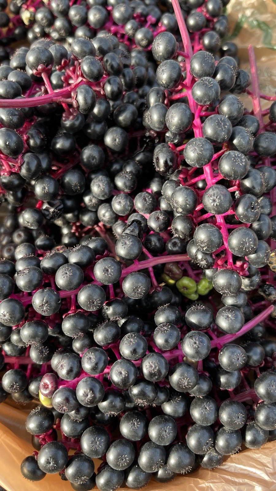 20 seeds of Pokeberry or Pokeweed (Phytolacca americana)