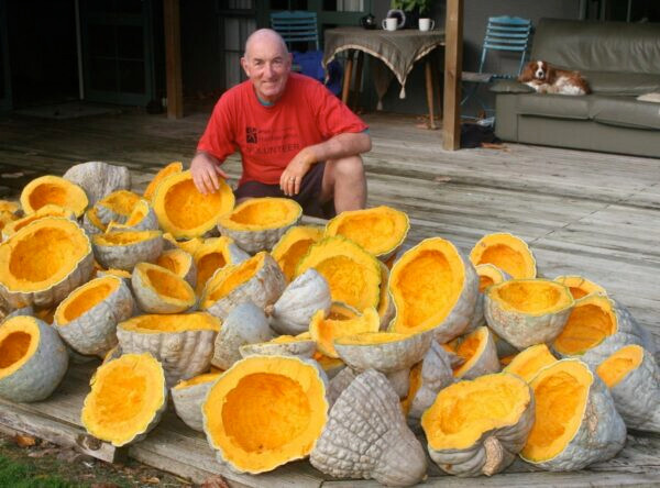 THREE SISTERS GARDEN SEEDS ~ INDIAN CORN ~ BLUE HUBBARD SQUASH ~YELLOW POLE BEAN