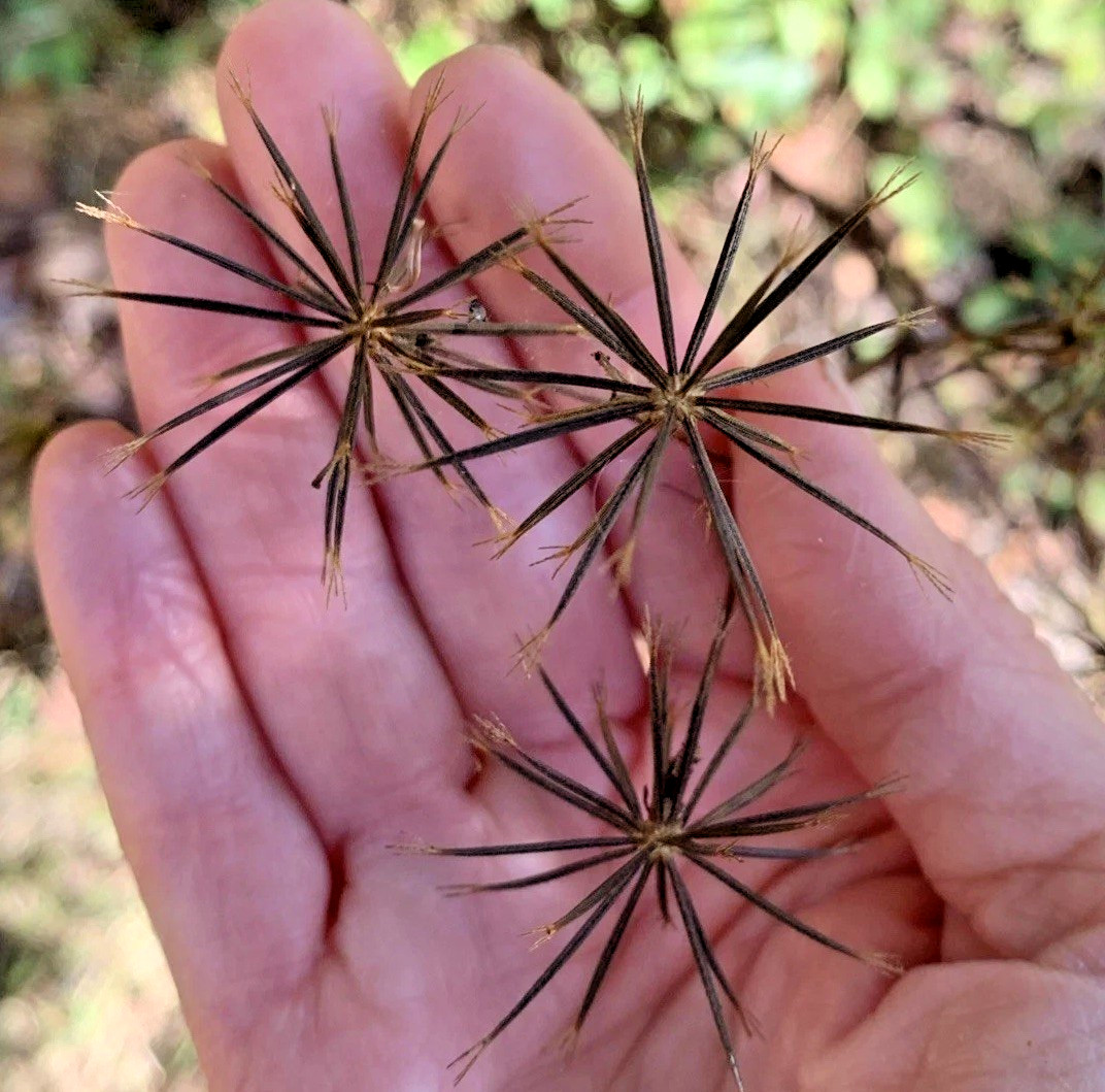 Bidens Bipnnata (Spanish Needles, Beggars Tick Seed) Qty: 25 Seeds NC Organic