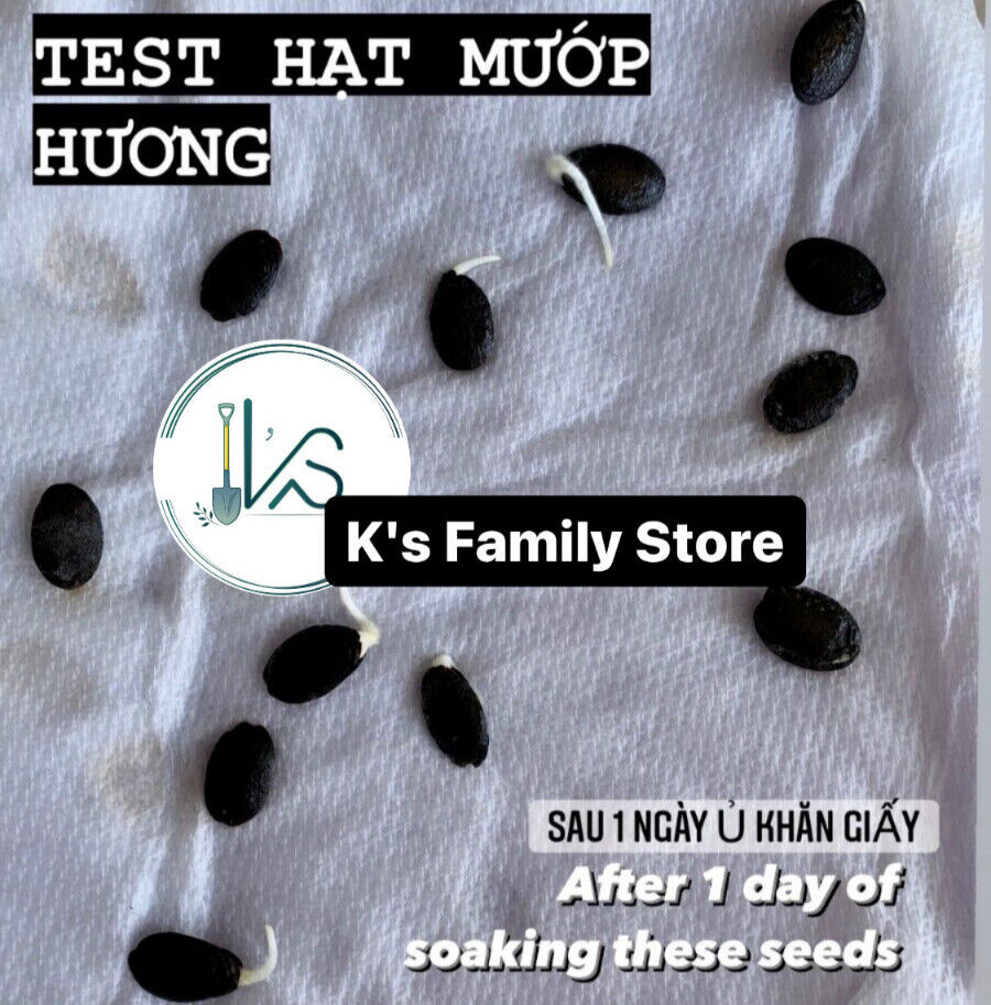 5PCS – EXTRA LONG LUFFA GOURD LUFFA SEEDS, MƯỚP HƯƠNG TRÁI DÀI