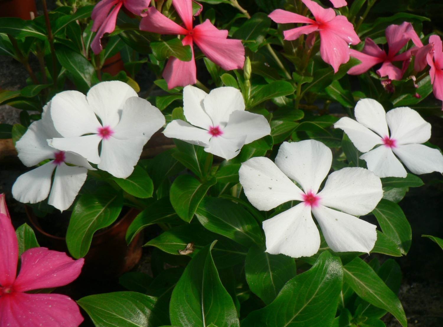 – Seeds Periwinkle Madagascar Vinca Rosea Mix Balcony Perennail Garden Pots F…