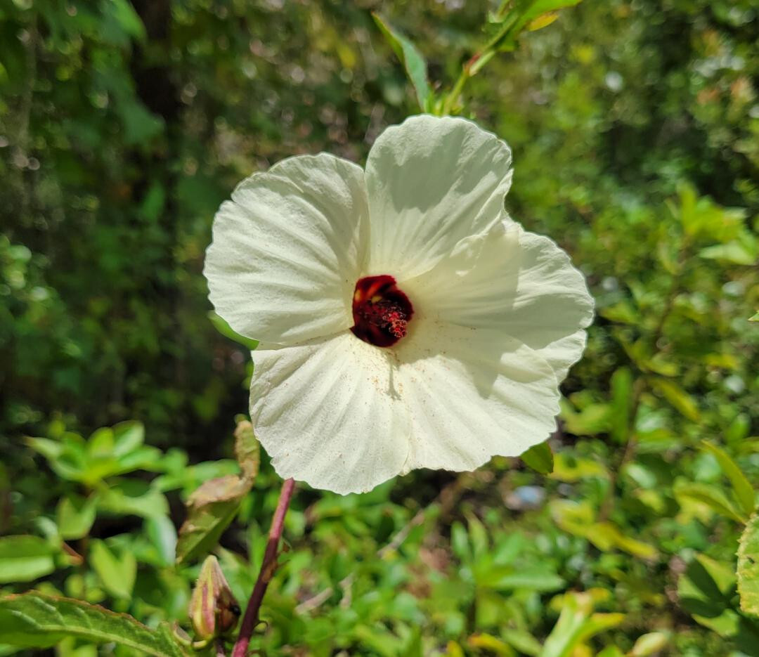 Pineland Hibiscus | 25 Seeds | Hibiscus Aculeatus | Comfortroot | Florida Native