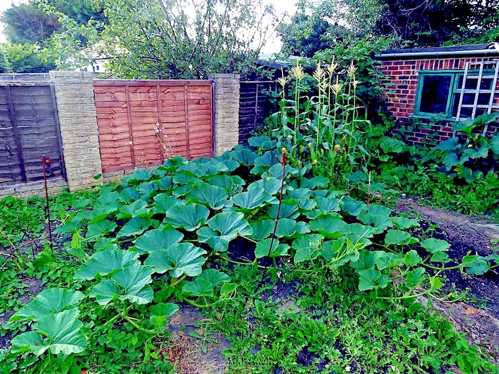 BIG MAX PUMPKIN SEEDS NON~GMO Giant Garden Fruit Squash Vine Plant 1-200+ LBS
