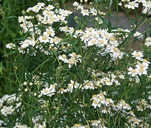 YARROW PEARL Achillea Ptarmica – 200 Bulk Seeds