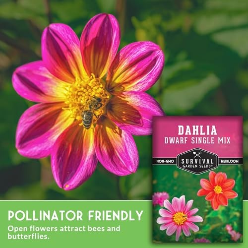 Dwarf Single Mix Dahlia Seeds for Planting – Compact Colorful Blooms for 3