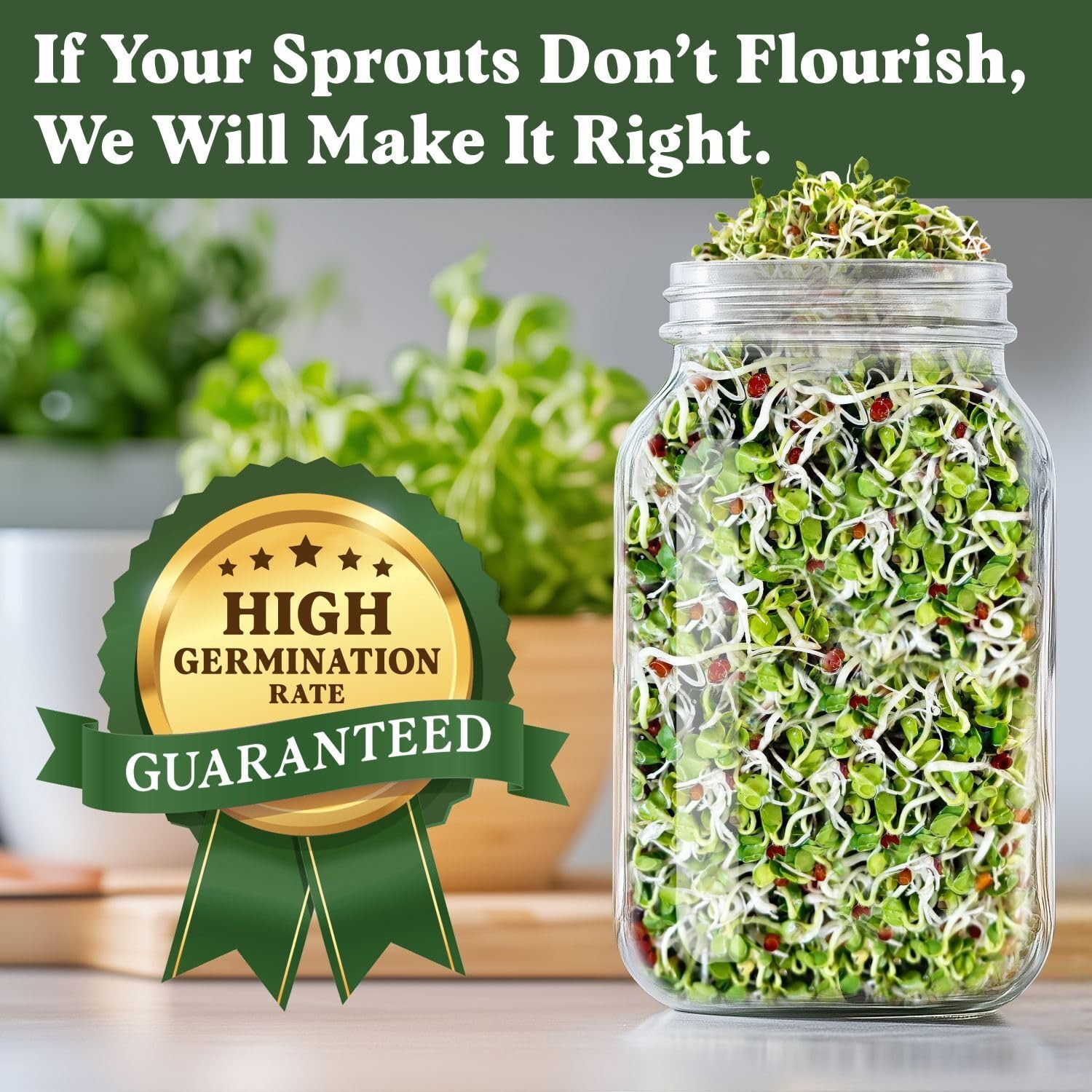 Organic Radish Sprouting Seeds Daikon Microgreens 8 oz USA Grown Fast