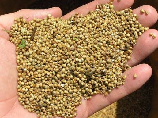 300 Pearl Millet Seeds High Protein Chicken Forage Cover Crop Non Gmo Free Ship