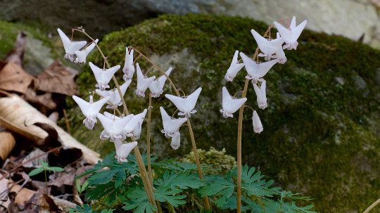 5 Wild Dutchman’s Breeches Dicentra cucullaria Bulbs/Bare root ~Woodland gardens