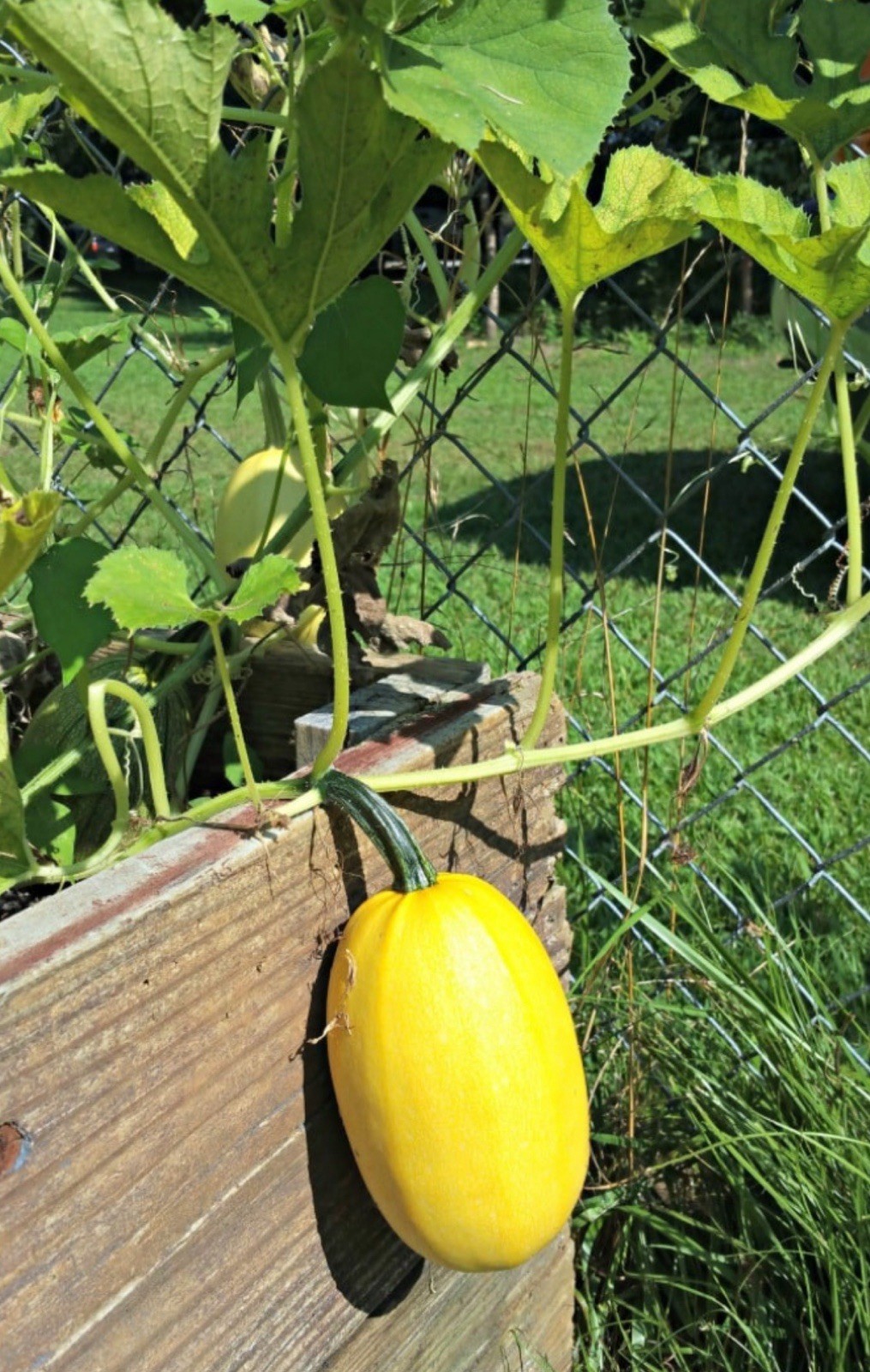 Spaghetti Squash Seeds