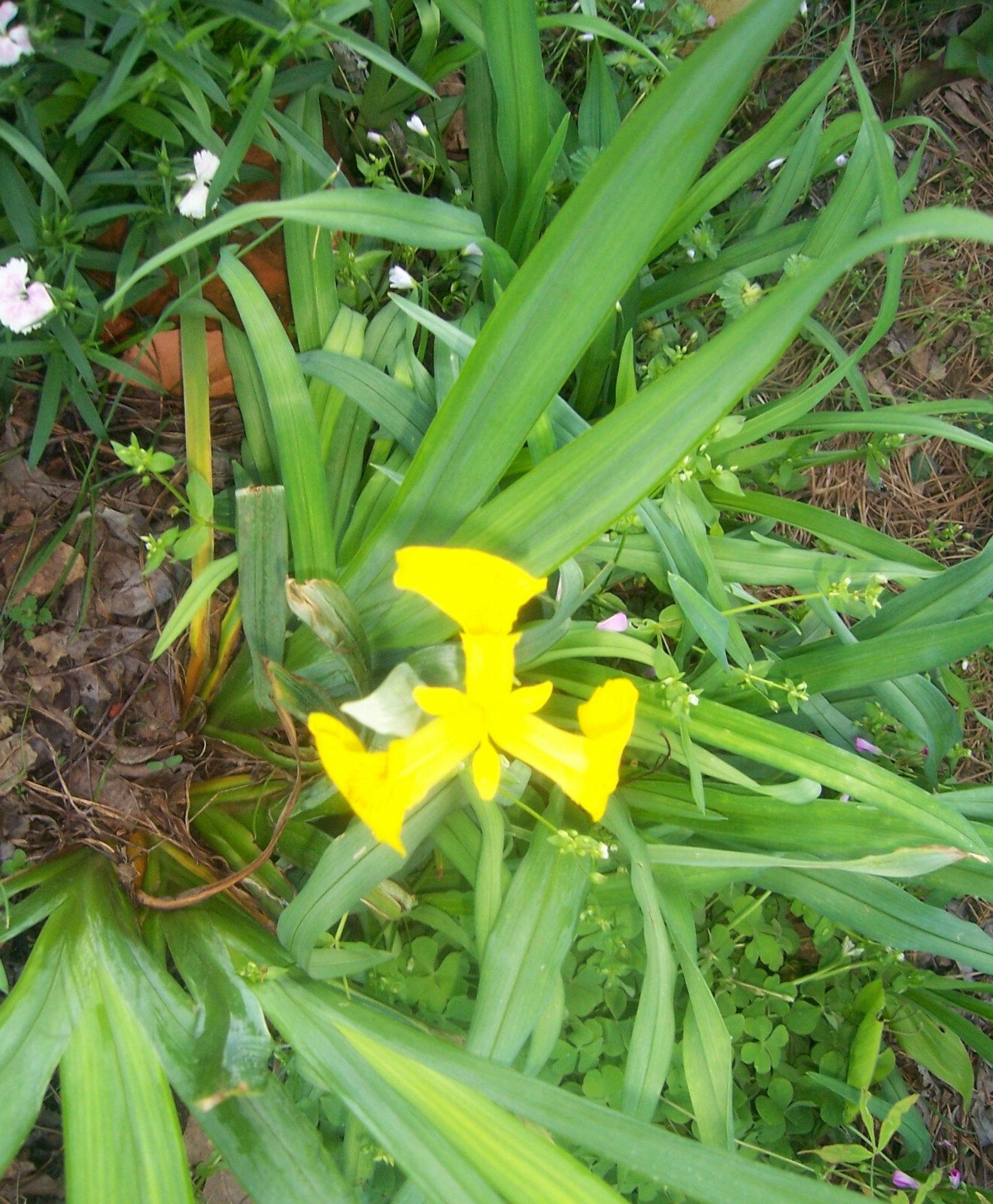 Yellow Flag Iris “Iris Pseudacorus” -5 Bulbs