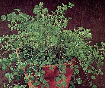 Burnet Sanguisorba minor 1,000 seeds