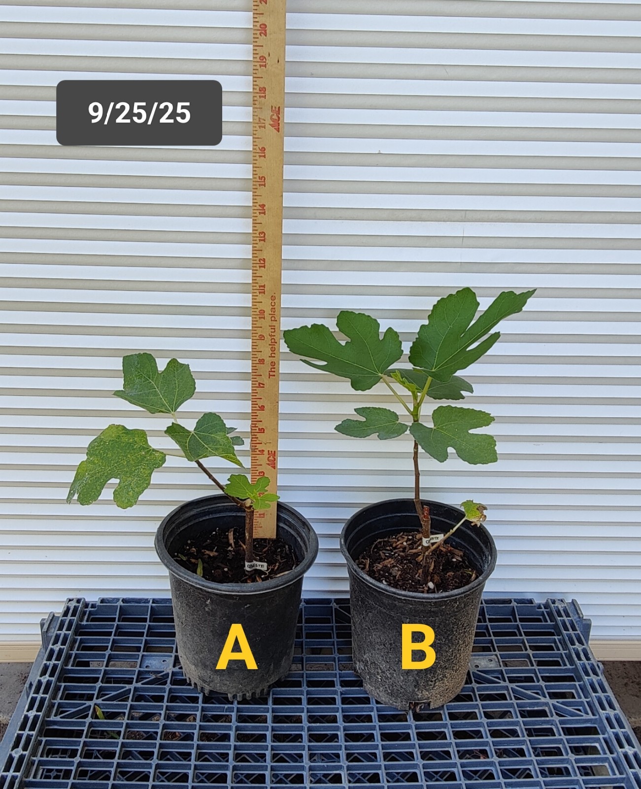 1 (One) CELESTE FIG -Live Plant (about 8-10″ tall) from Cutting