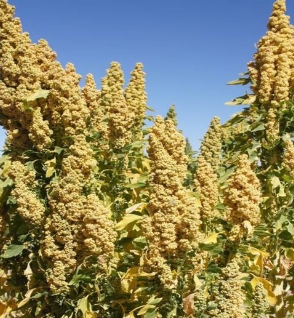 Oro De Valle Quinoa Seeds