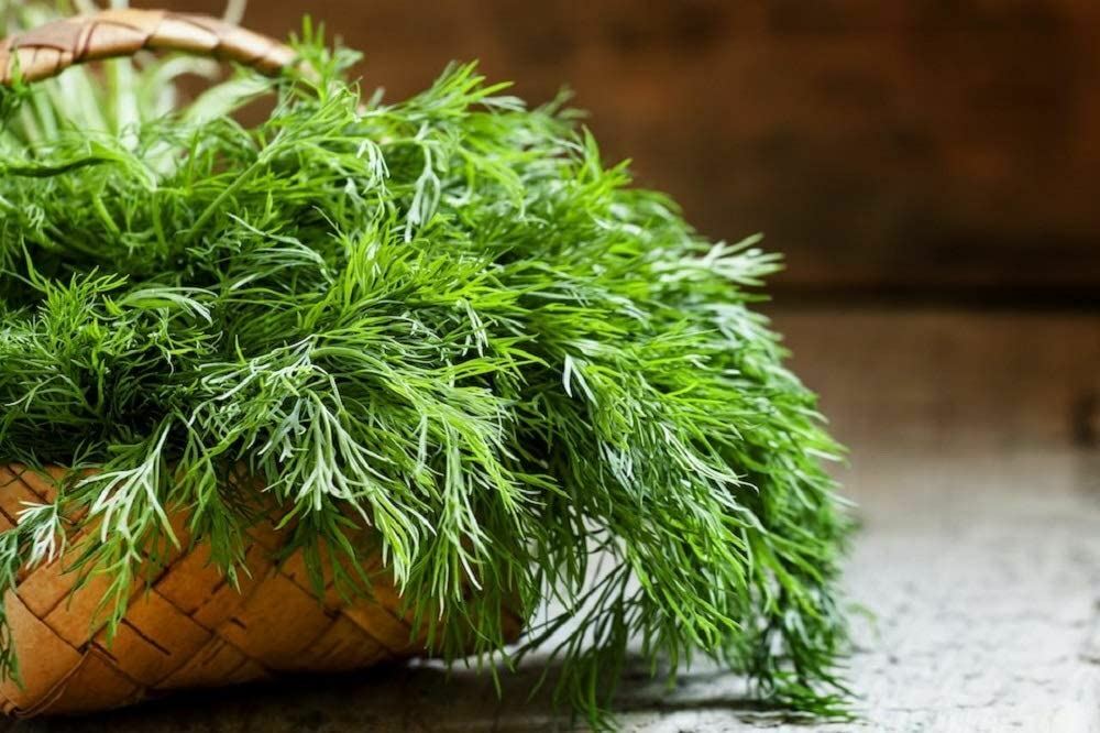 Dill Herb Seeds- Mammoth Long Island Dill Seeds, ,”COOL BEANS N SPROUTS” Brand.