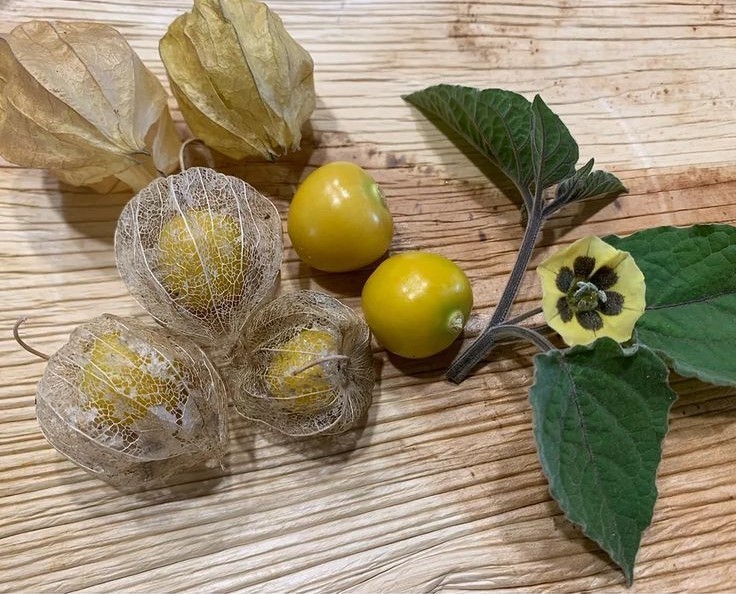 Physalis Peruviana 50 Seeds, Edible Cape Gooseberry Shrub Goldenberry Fruit
