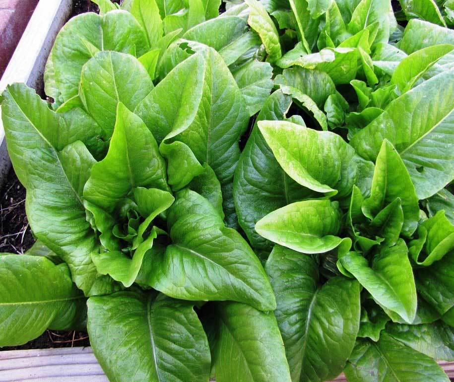 Lettuce Seed:Amish Deer Tongue Lettuce seeds Fresh Seed