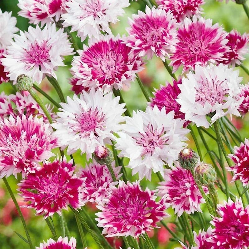 3000pcs Cornflower Seeds Bulk Pack– Heirloom Bachelor’s Button Wildflower See…