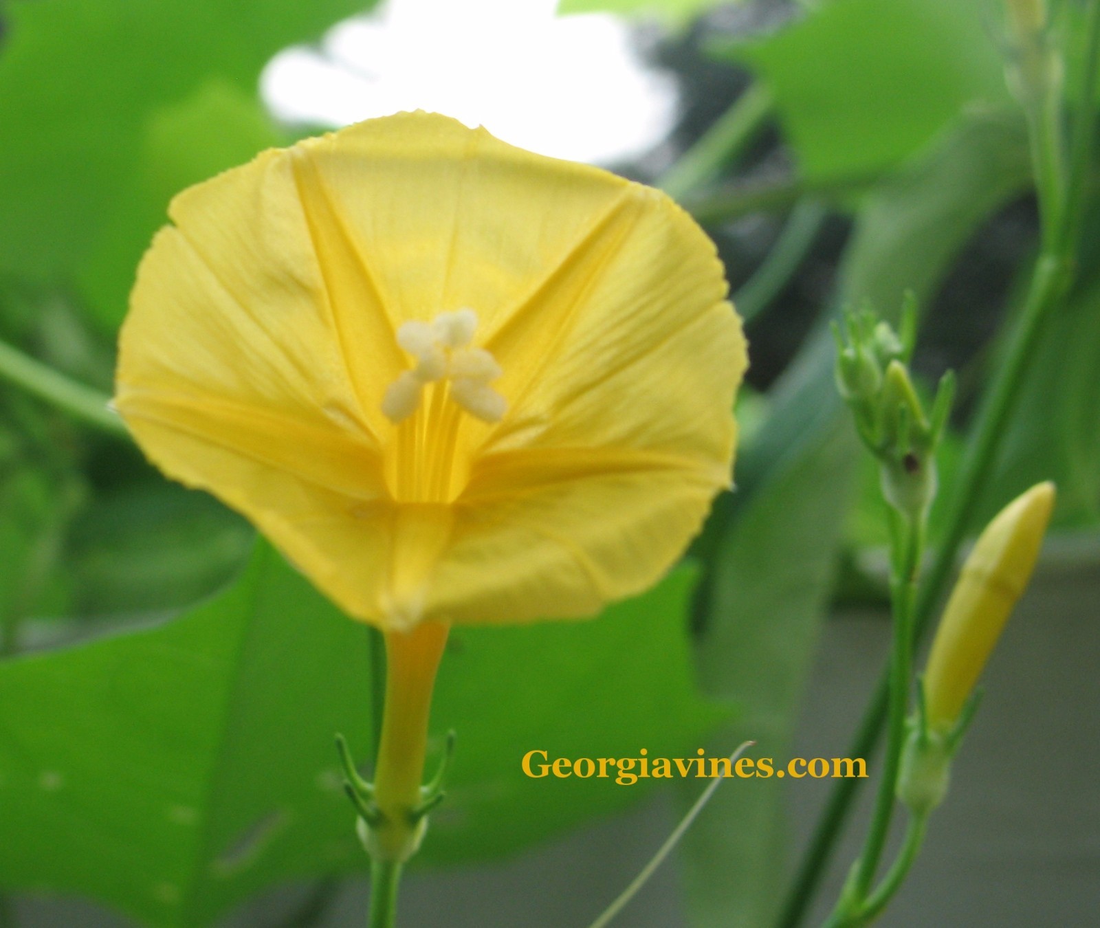 Morning Glory Ipomoea hederifolia var. lutea 10 seeds
