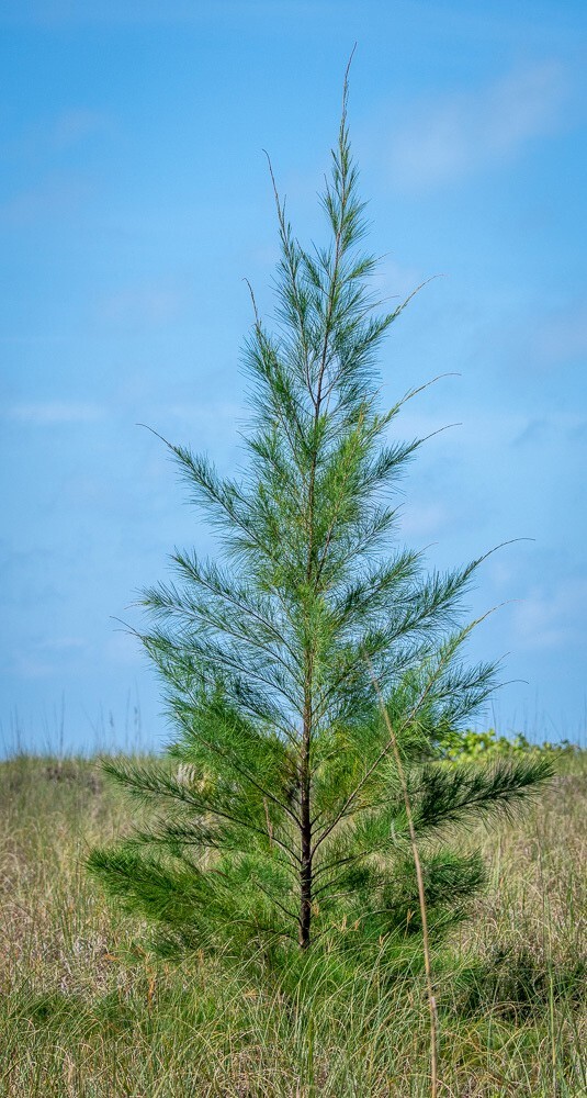 Australian Beach Pine Tree | Premium Seeds | Casuarina equisetifolia | Plants’®