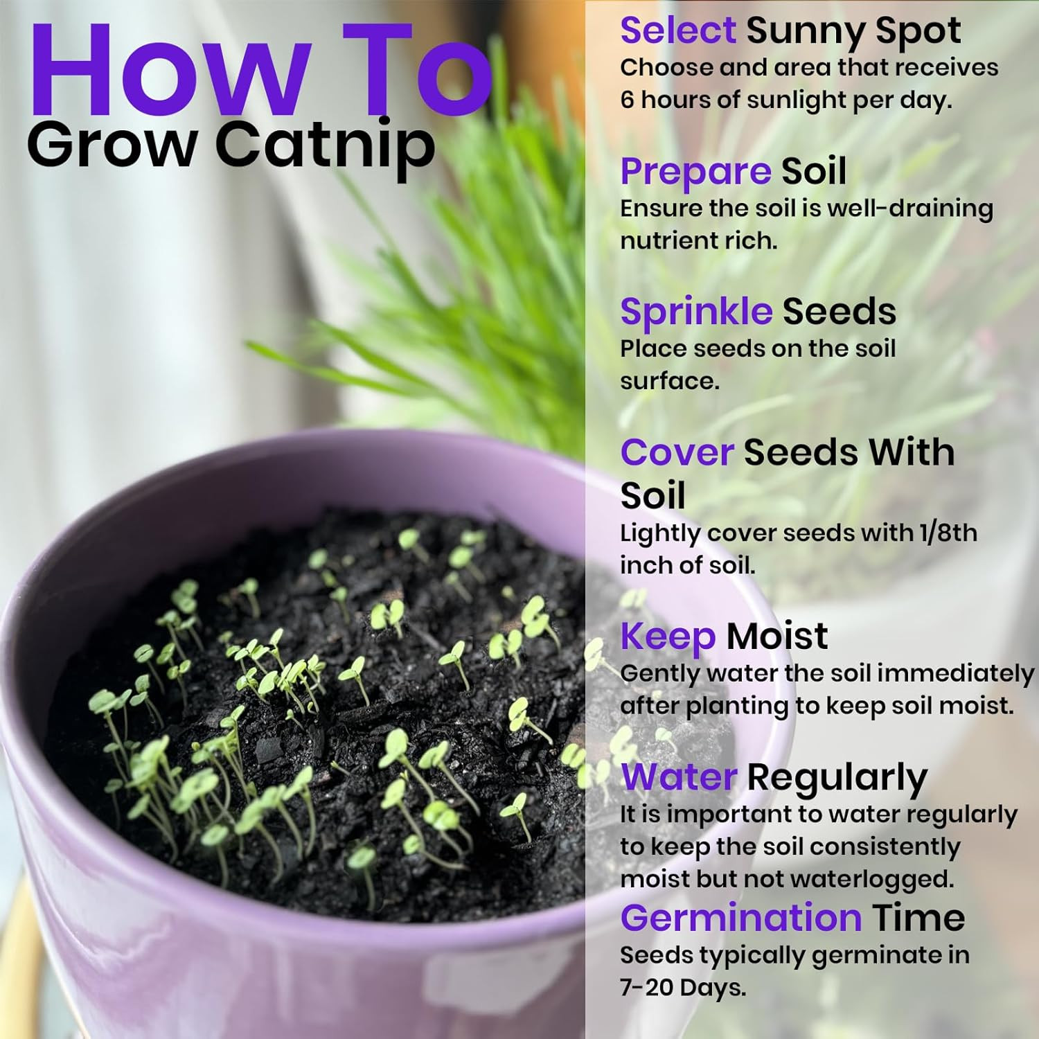 Catnip Seeds for Planting, 6.5 Grams, 11,000+ Herb Seeds, Indoor or Outdoor Grow