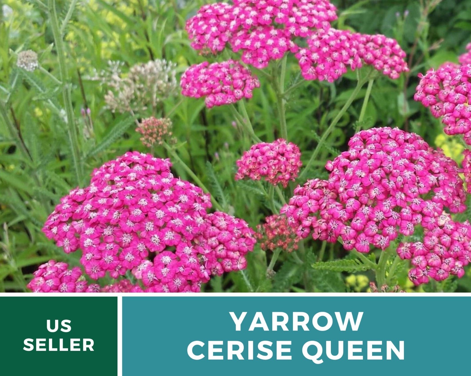 Yarrow, Cerise Queen – Heirloom Seeds – Medicinal Herb – Pollinator Friendly