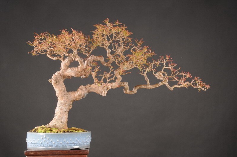 Pistacia Chinensis, Cold Hardy Chinese Bonsai Pistach Shade Tree 20 Seeds