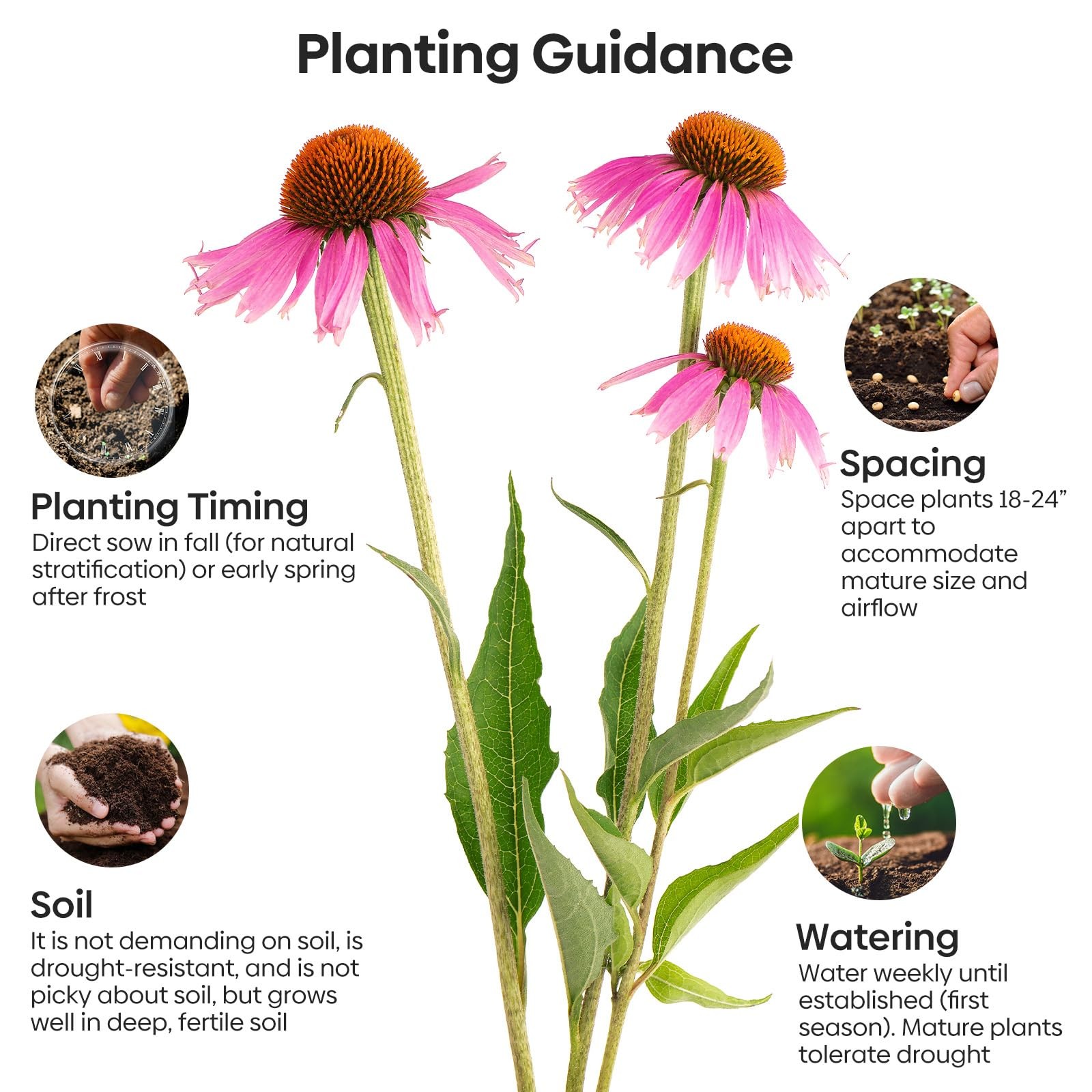 Purple Coneflower Seeds 1 OZ, Perennial Open Pollinated NonGMO Echinacea Seed…