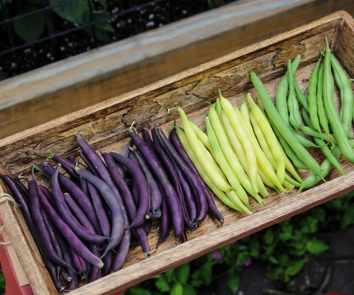 TRI-COLOR BUSH BEAN Seed Mix, Heirloom Seeds – Bright Color Mix for Easy Picking