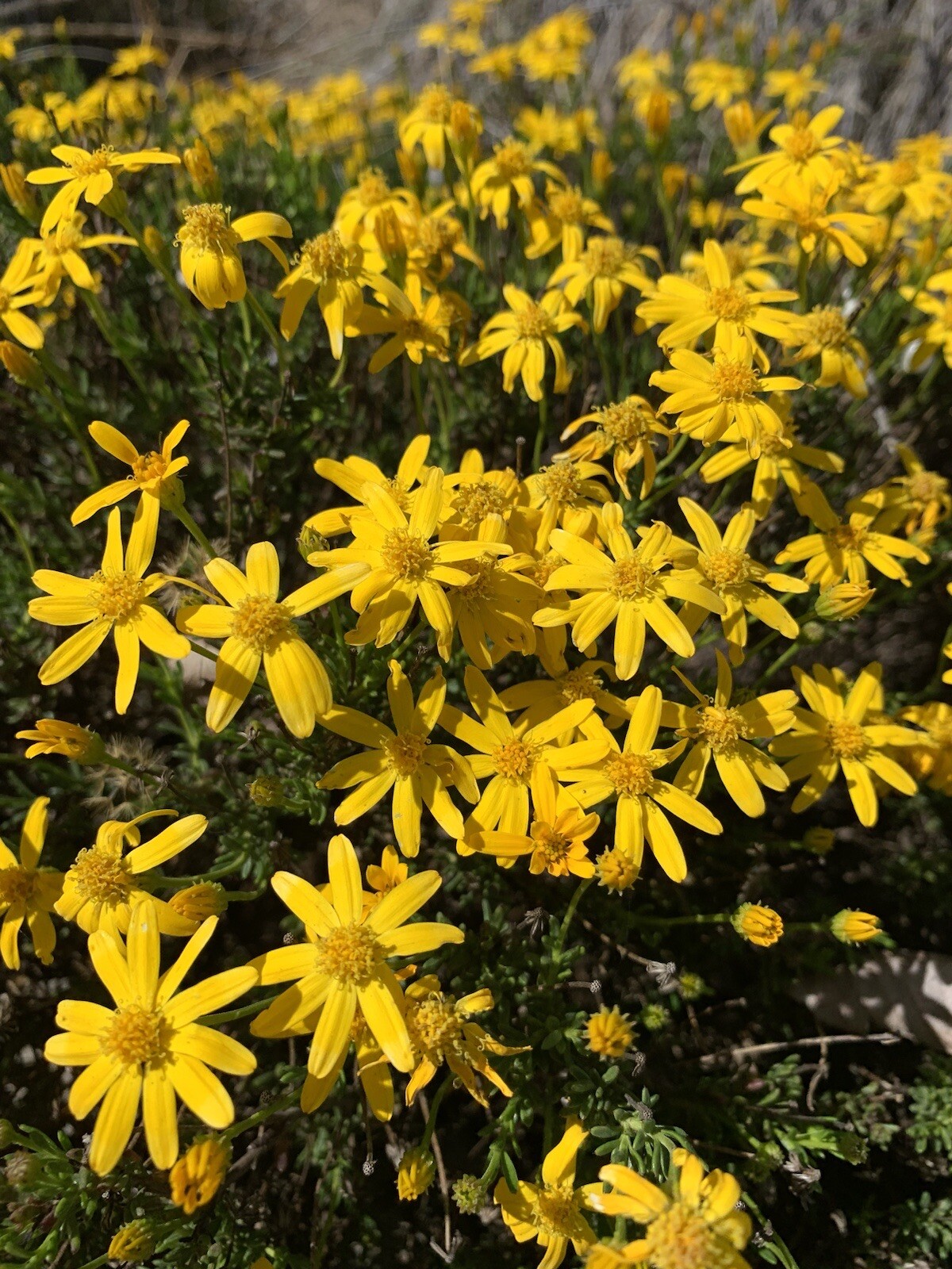 Damianita Daisy, Chrysactinia Mexicana – 100 seeds 2023 – USA