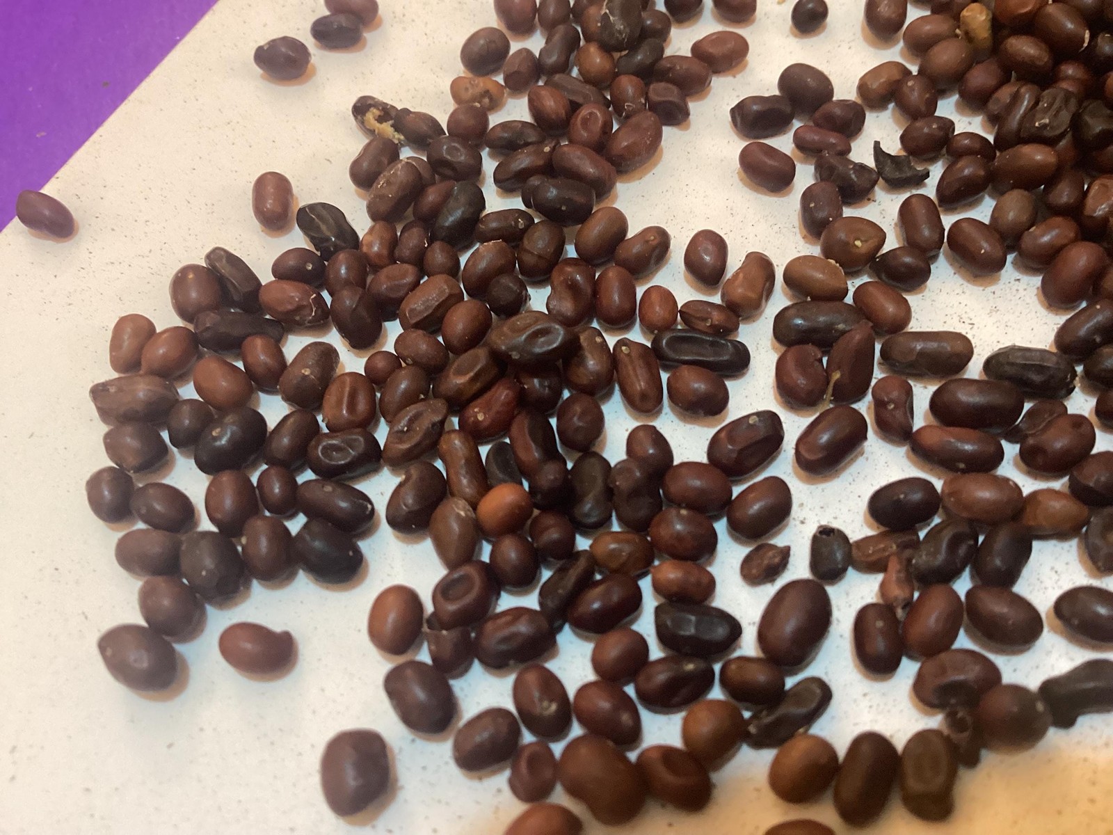 Siberian Pea Tree Seeds Caragana Arborescens Caragana Shrub Seed Pack