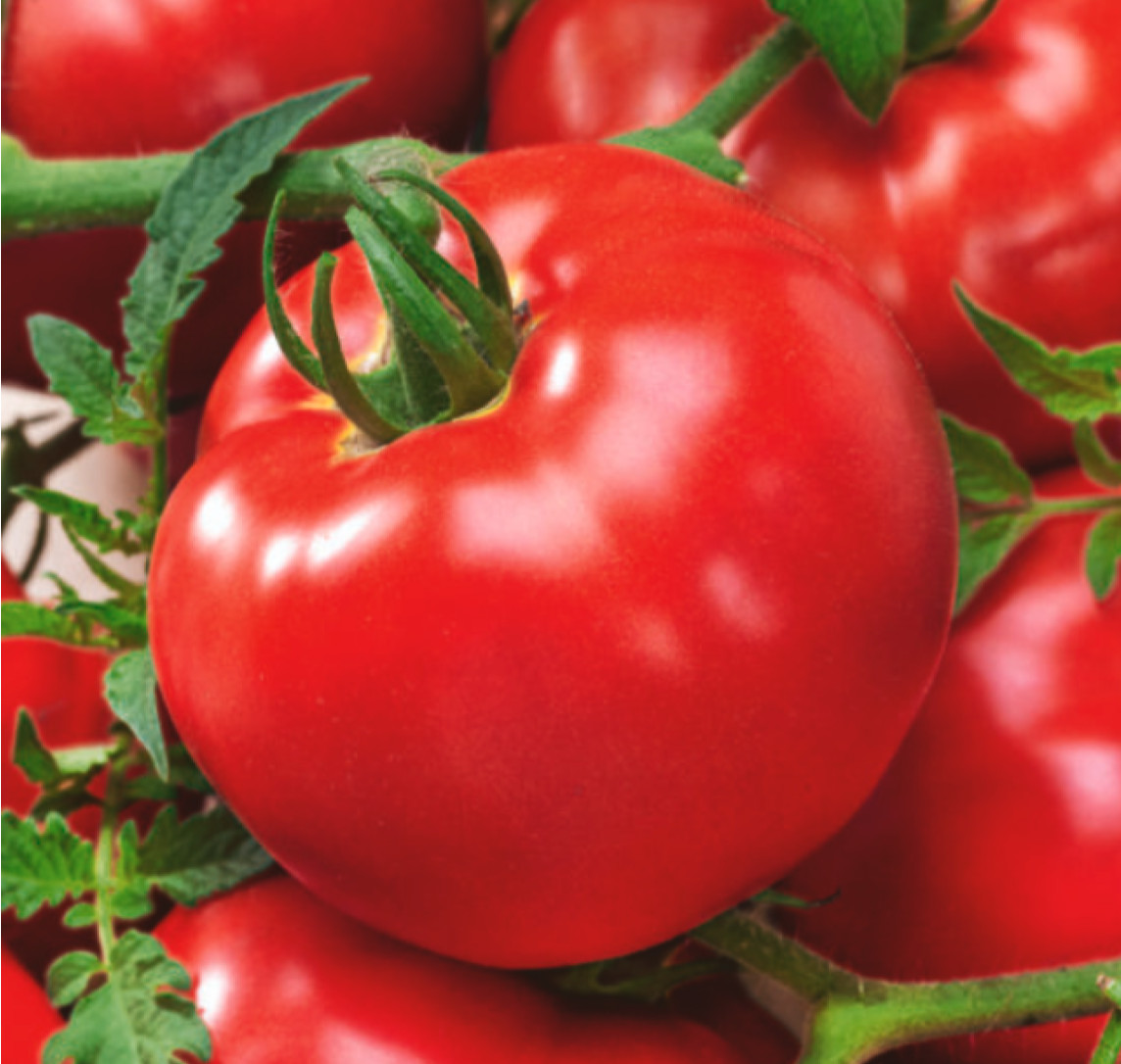 BEEFSTEAK TOMATO SEEDS 150+ “DELICIOUS” large VARIETY vegetable GARDEN free SHIP