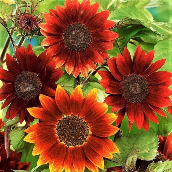 Sunflower Seeds Rouge Royale Free Shipping!