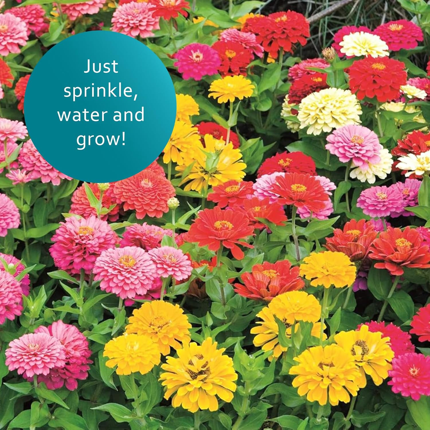 Zinnia Wildflower Mix for 2026—6Lb – 3-In-1 Seeds Plant Food & Soil Conditioner