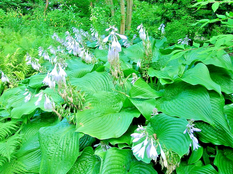 Hosta mix 100 seeds large variety, blue, grey, yellow, large, small, variegated