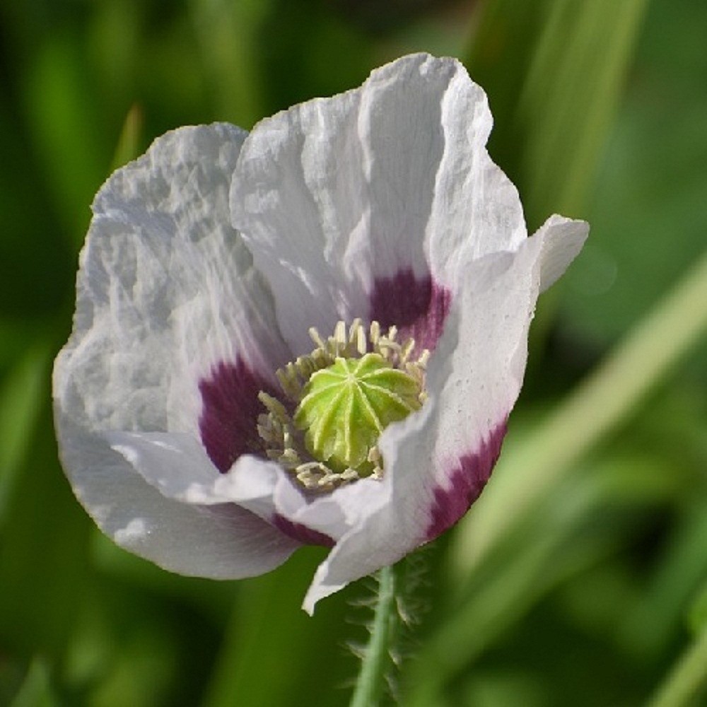 10,000 Untreated Tasmanian Poppy Seeds for Planting Authentic Papever Somniferum