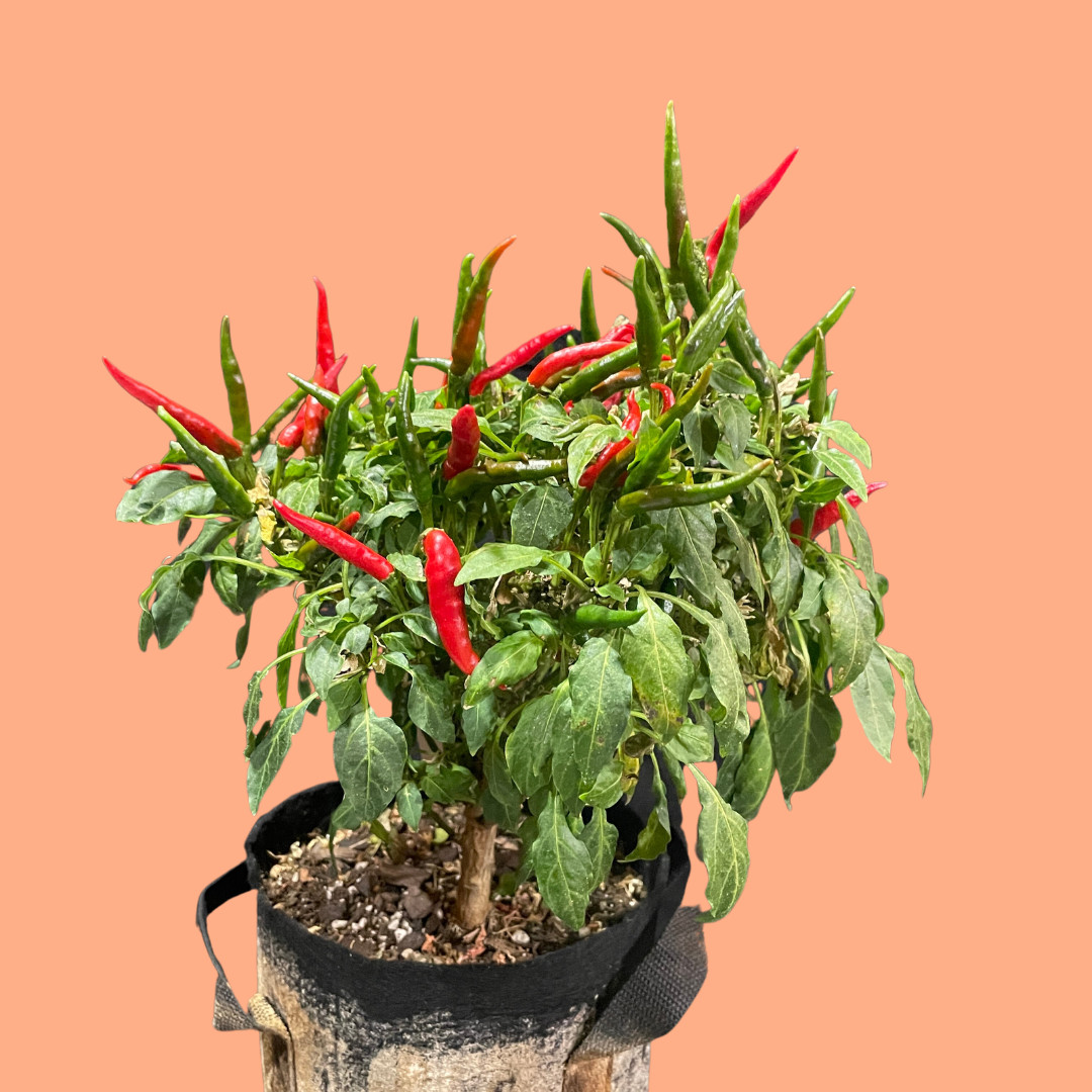Fresh Takanotsume Pepper Seeds | Heirloom & Non-GMO | 25 Fresh Vegetable Seeds