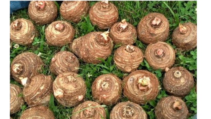 READY TO GROW 10 Colocasia Esculenta Elephant Ear Taro Gabi Kalo Eddo Bulbs