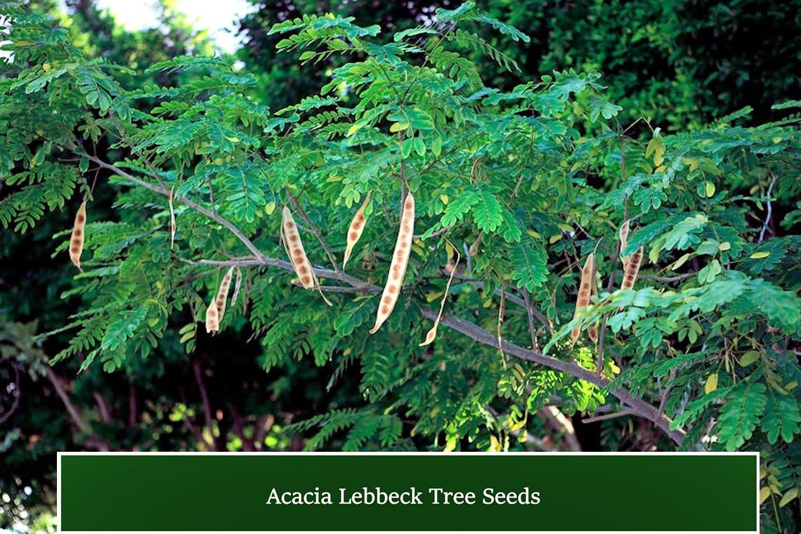 Lebbeck Mimosa Tree – 10 Seeds – Container or Standard -Albizia