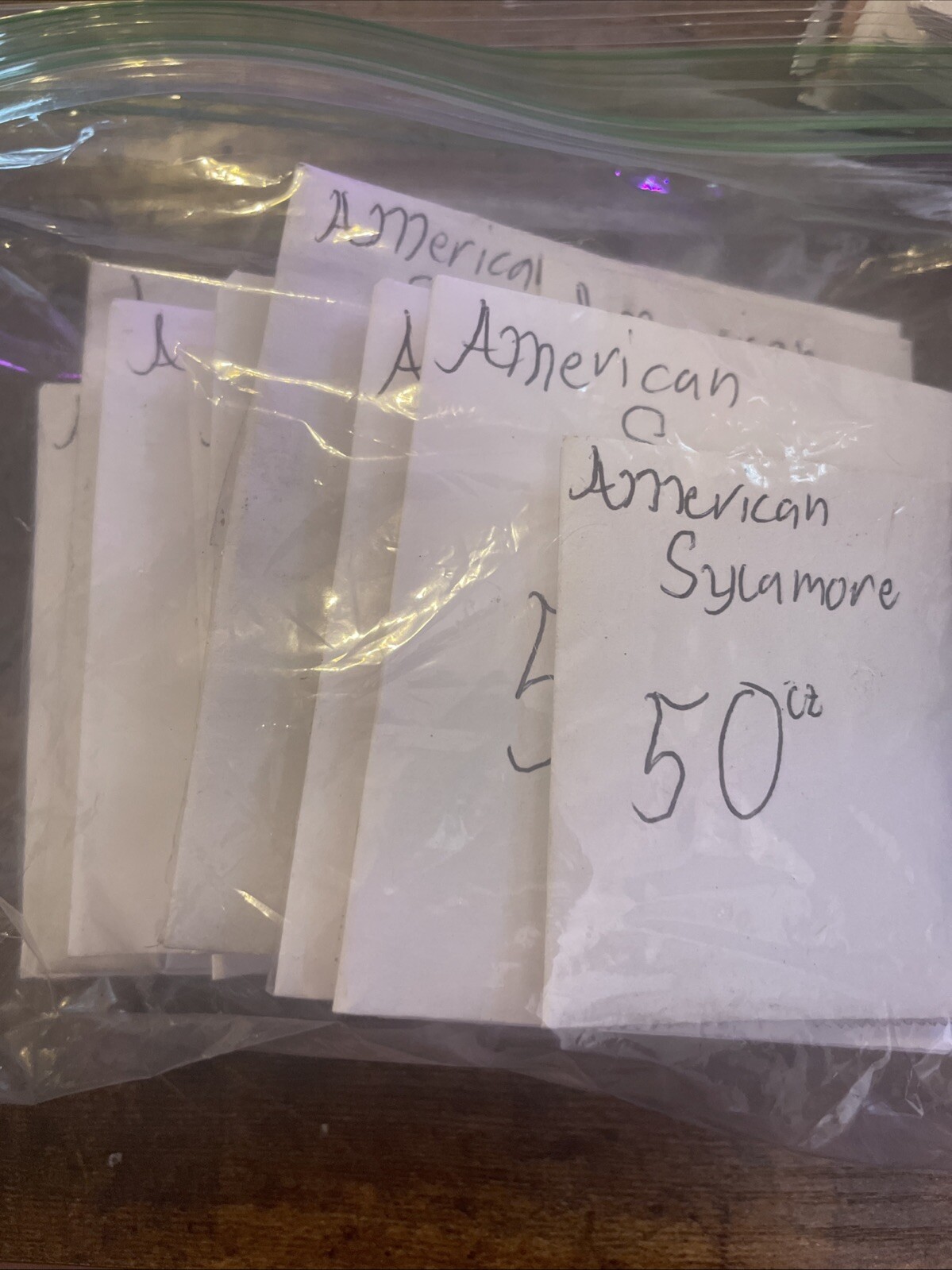 American Sycamore (Platanus occidentalis), 50 seeds