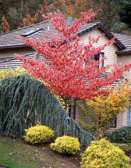 Giant Dogwood, Cornus controversa, Tree Seeds (Fast, Fall Color, Hardy, Showy)