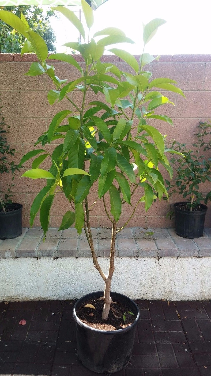 Michelia Alba/Magnolia Champaca Live Plant (White Flowers)
