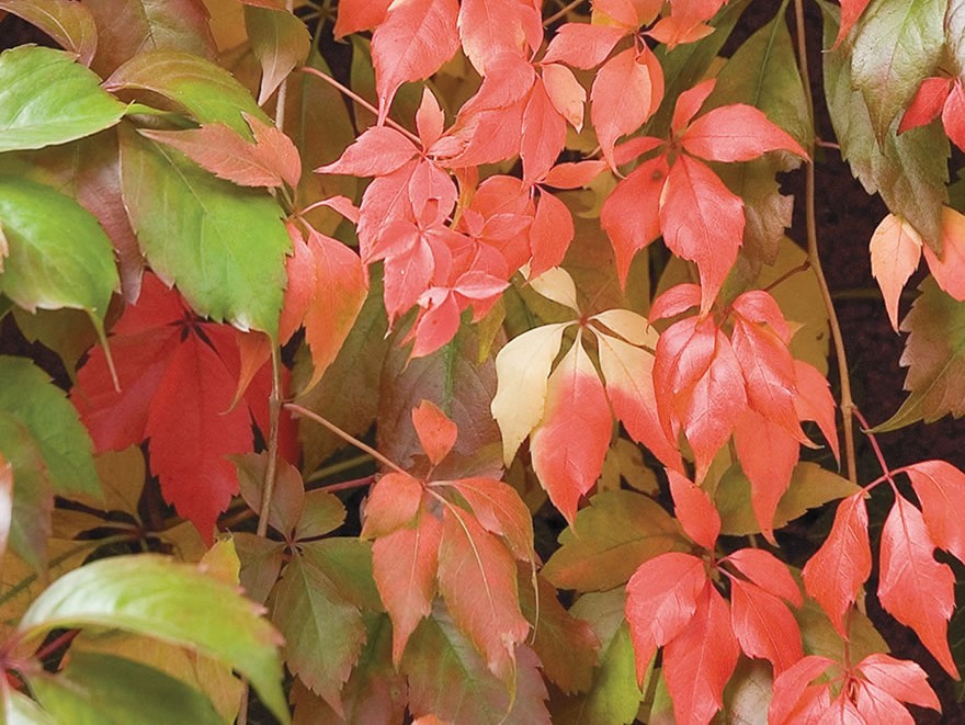3 Virginia Creeper plant Perennial Live rooted cuttings Ground Cover Hardy Vines