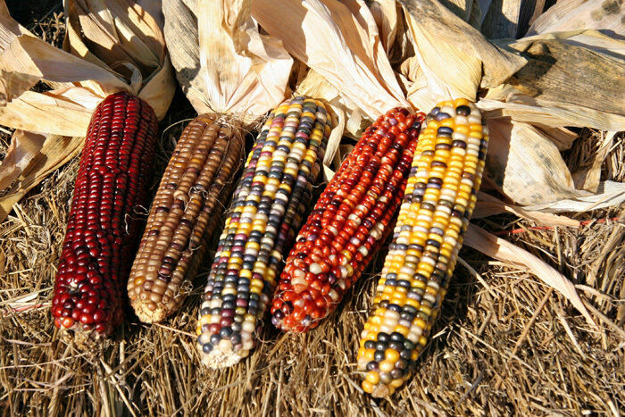 Popcorn Seed: Wampum Ornamental Corn Seeds Fresh Seed FREE Shipping