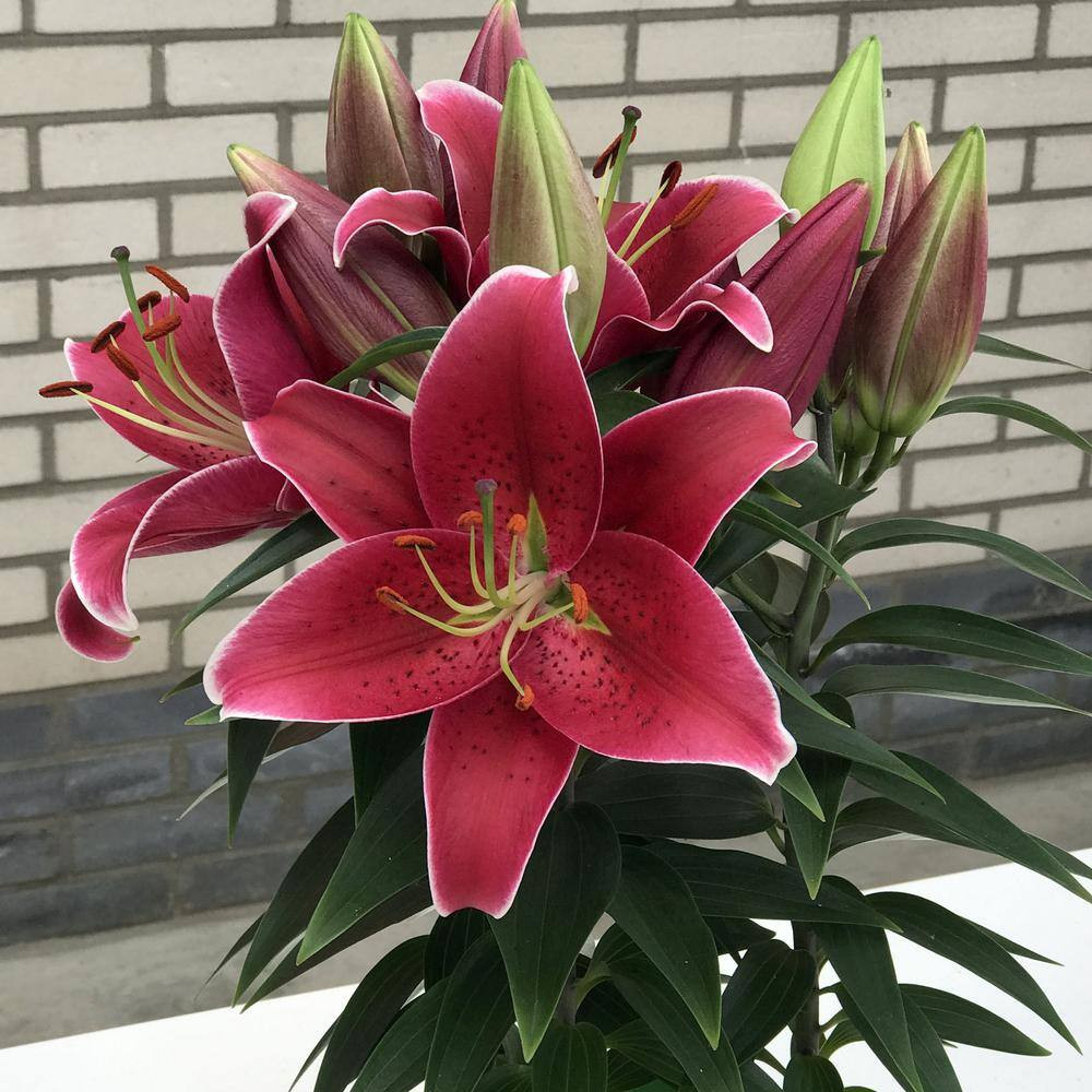 Lilies Sunny Keys Oriental Lilies Bulbs (5-Pack)