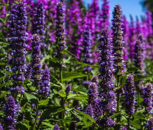KOREAN MINT Agastache Rugosa – 100 Bulk Seeds