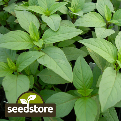 Lime Basil Seeds | Heirloom – Non-GMO | Free Shipping | Herb Seeds | 1127