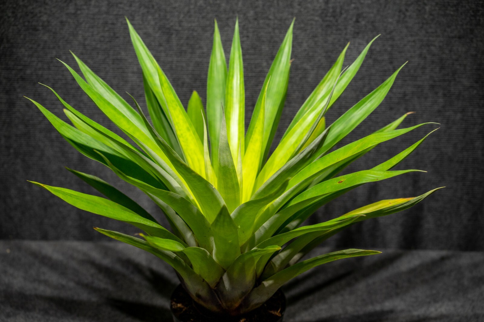Tillandsia Oerstediana 6″ pot
