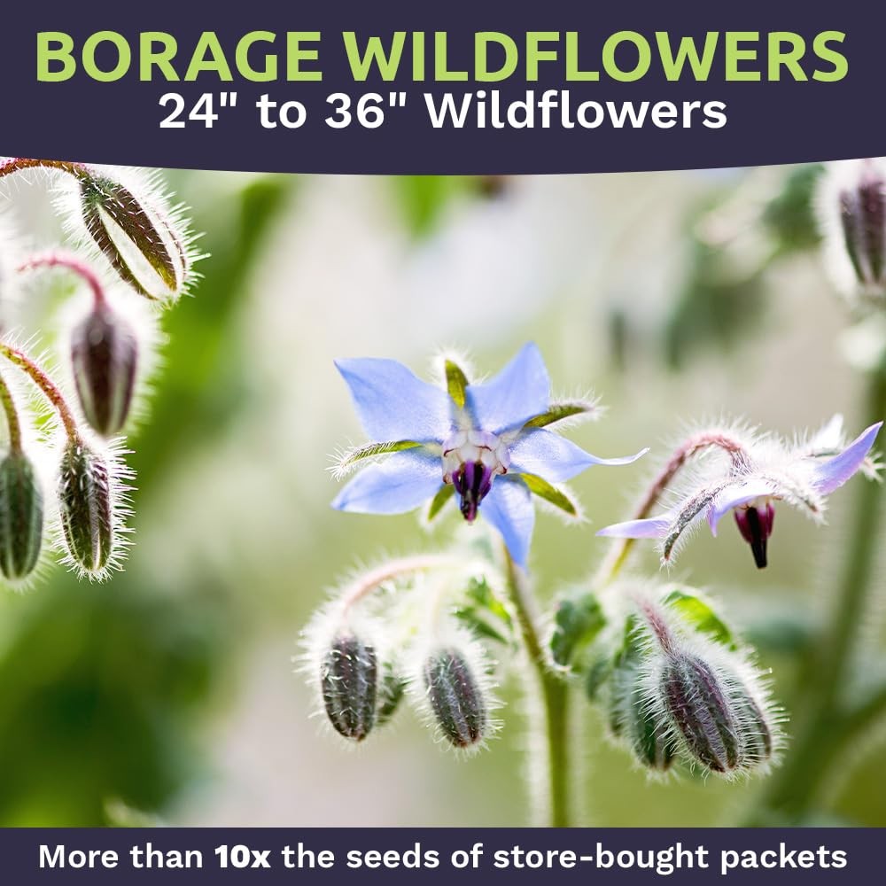Borage Seeds Bulk 5,000+ NonGMO Open Pollinated Wildflower Seeds